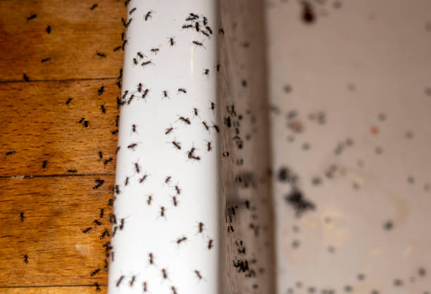 Best Bed Bug Extermination  in Hollister, CA